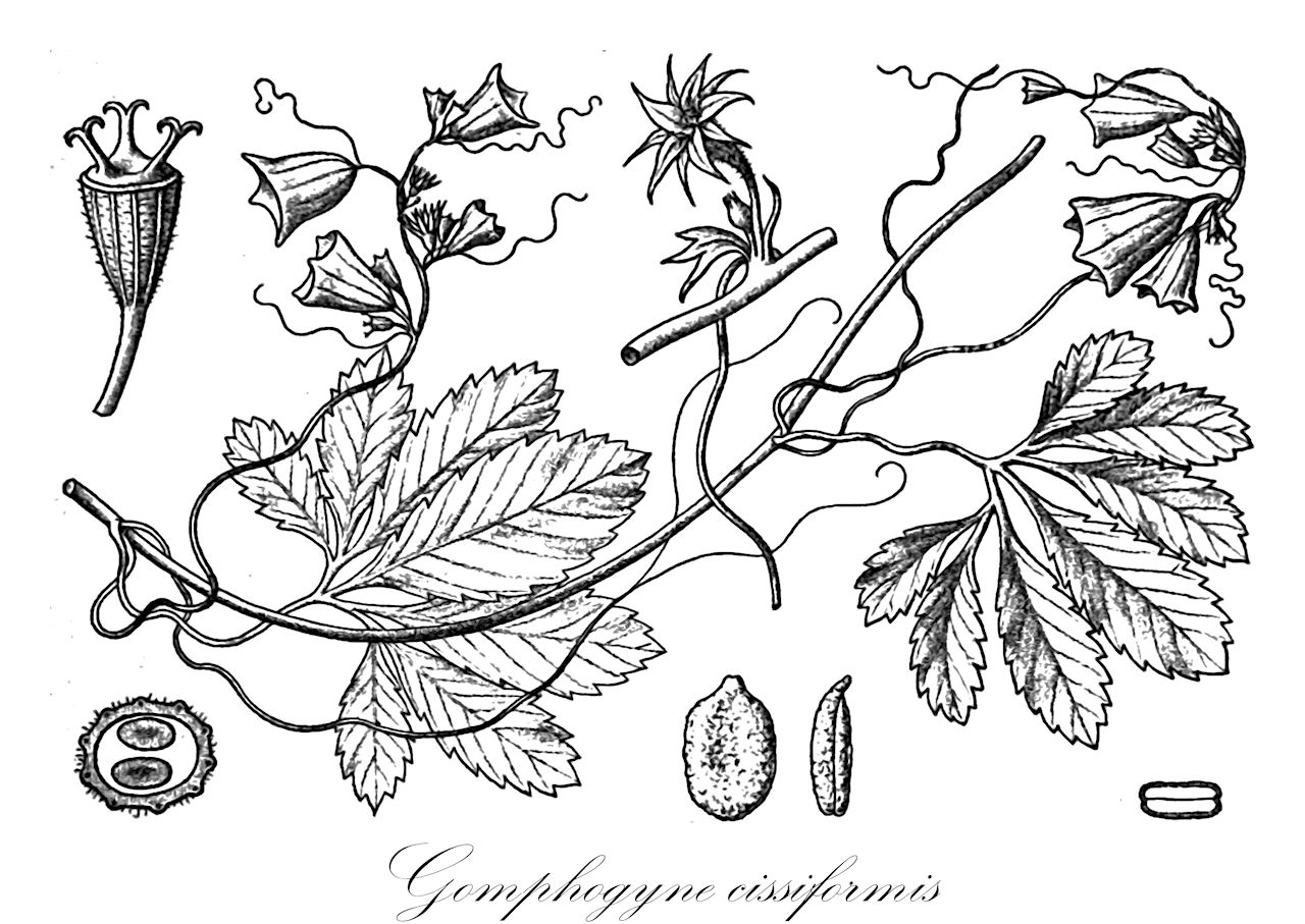 Gomphogyne cissiformis - Cucurbitaceae,Plantae,Pteridobiotina,Angiosperms,Cucurbitales,Cucurbitaceae,Gomphogyne,Gomphogyne cissiformis,Gomphogyne alleizettei, Gomphogyne cissiformis f. villosa, Gomphogyne cissiformis var. cissiformis, Gomphogyne cissiformis var. villosa