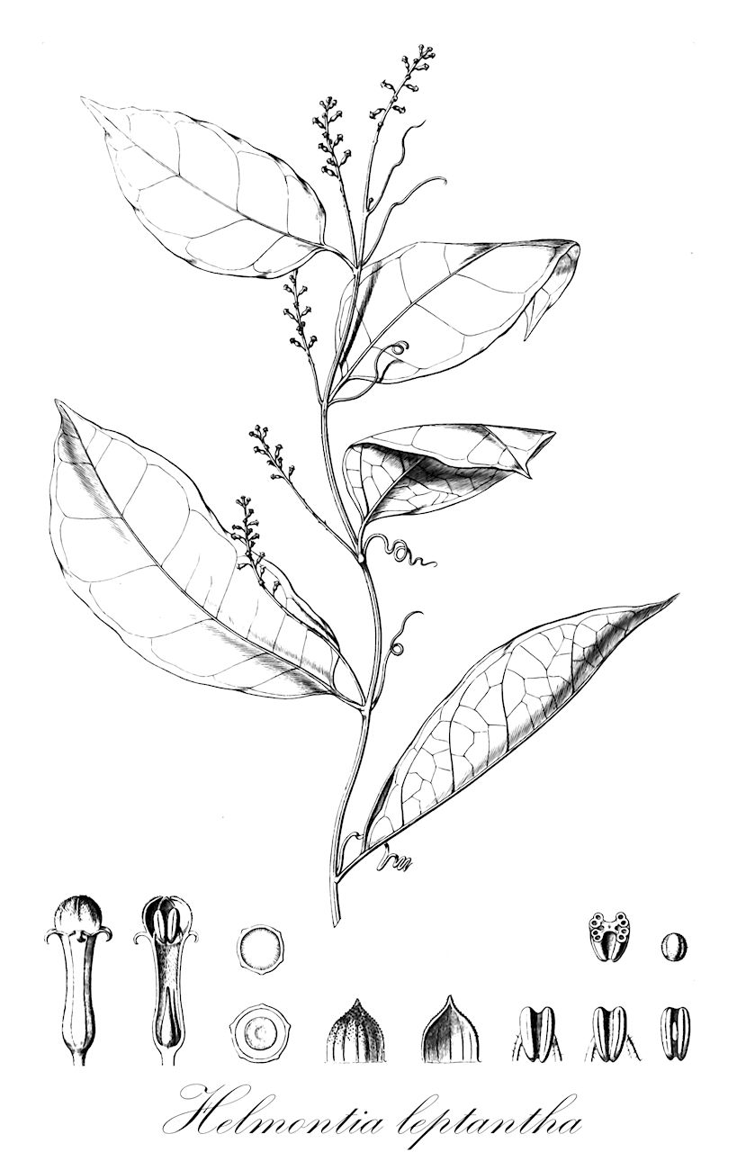 Helmontia leptantha - Cucurbitaceae,Plantae,Pteridobiotina,Angiosperms,Cucurbitales,Cucurbitaceae,Helmontia,Helmontia leptantha,Anguria leptantha, Helmontia simplicifolia