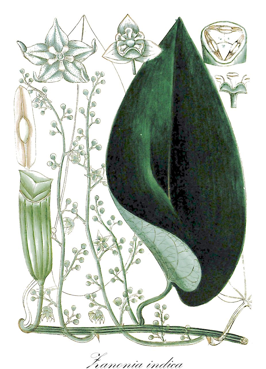 Zanonia indica - Cucurbitaceae,Plantae,Pteridobiotina,Angiosperms,Cucurbitales,Cucurbitaceae,Zanonia,Zanonia indica,Alsomitra angulata, Juppia borneensis, Tinospora curtisii, Zanonia indica var. indica