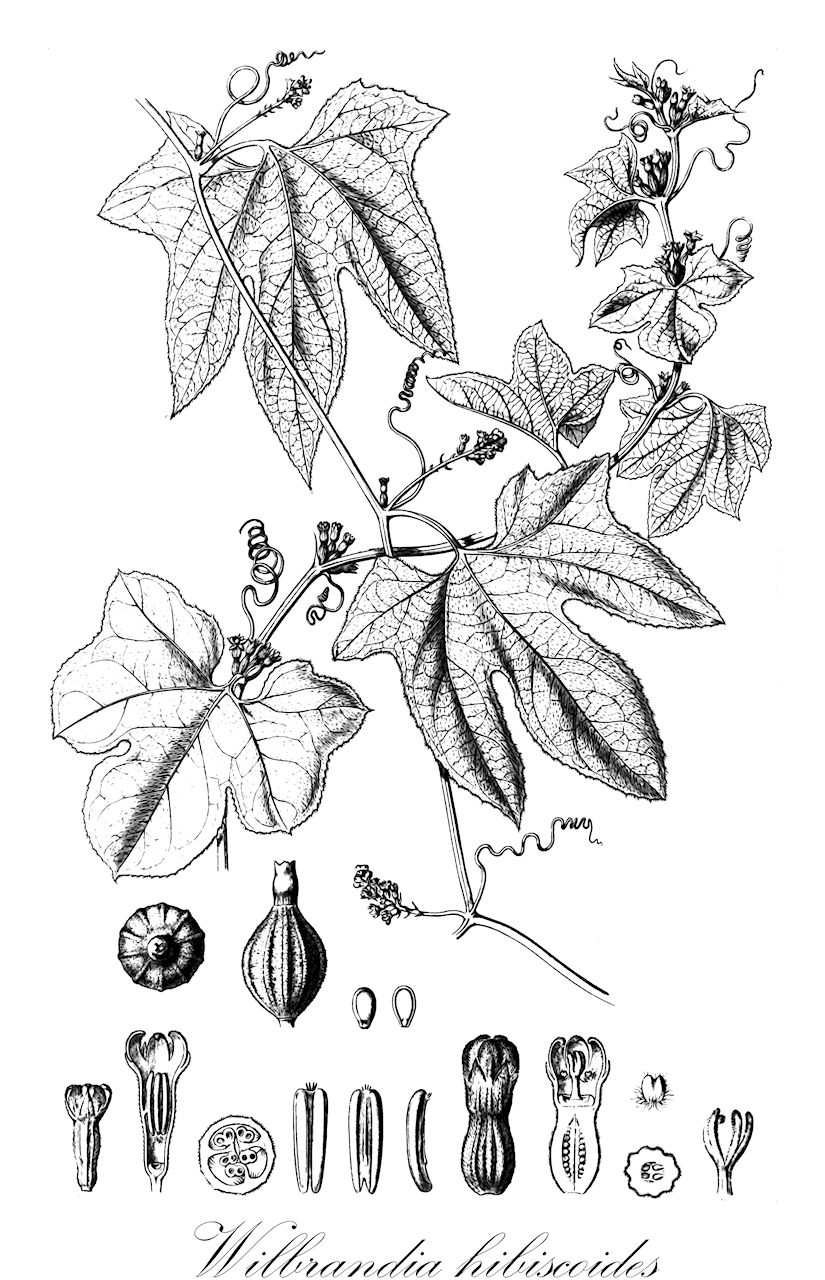 Wilbrandia hibiscoides - Cucurbitaceae,Plantae,Pteridobiotina,Angiosperms,Cucurbitales,Cucurbitaceae,Wilbrandia,Wilbrandia hibiscoides,Wilbrandia hibiscoides var. angustiloba, Wilbrandia hibiscoides var. latiloba, Wilbrandia hibiscoides var. parvifolia