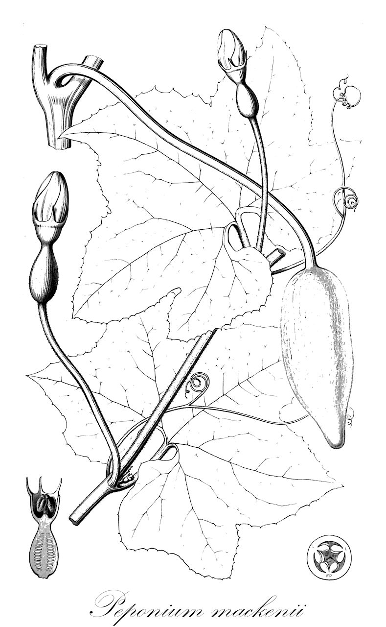 Peponium mackenii - Cucurbitaceae,Plantae,Pteridobiotina,Angiosperms,Cucurbitales,Cucurbitaceae,Peponium,Peponium mackenii,Peponia mackennii