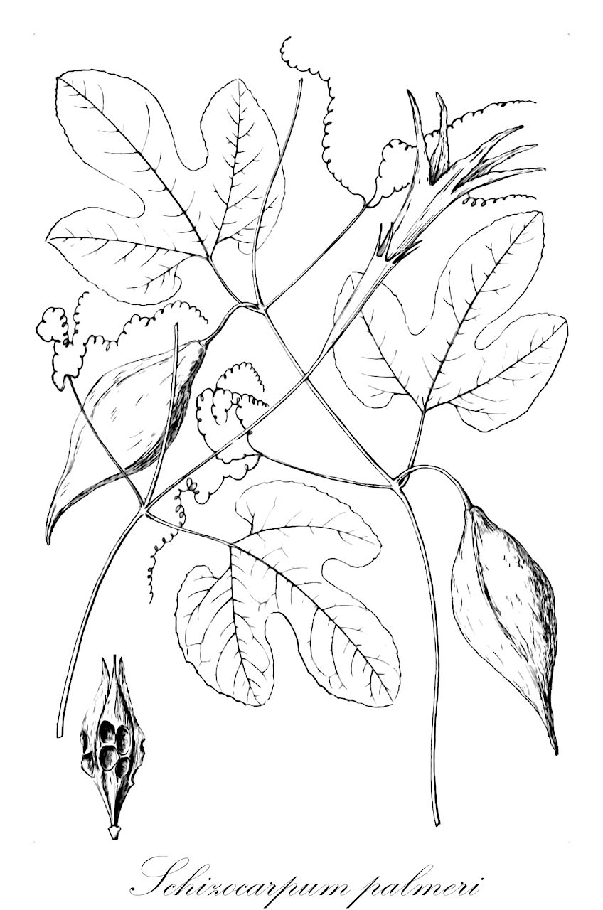 Schizocarpum palmeri - Cucurbitaceae,Plantae,Pteridobiotina,Angiosperms,Cucurbitales,Cucurbitaceae,Schizocarpum,Schizocarpum palmeri,Schizocarpum jaliscanum