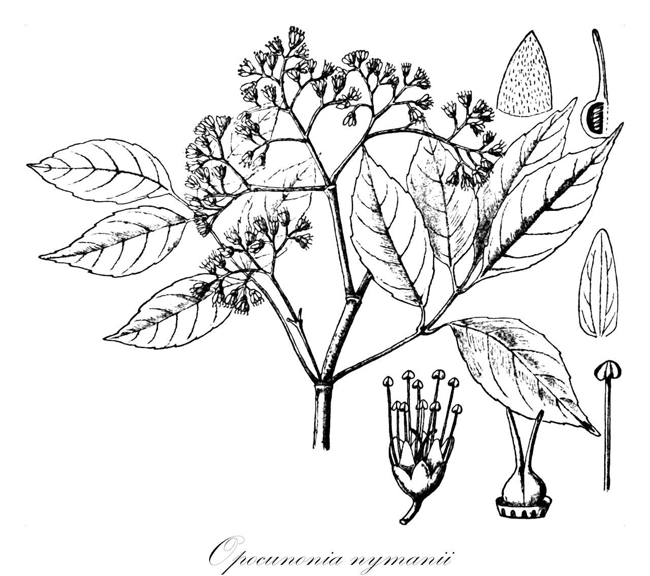 Opocunonia nymanii - Cunoniaceae,Ackama nymanii, Caldcluvia nymanii, Opocunonia kaniensis, Opocunonia papuana, Opocunonia trifoliolata, Stollaea papuana,Plantae,Pteridobiotina,Angiosperms,Oxalidales,Cunoniaceae,Opocunonia,Opocunonia nymanii