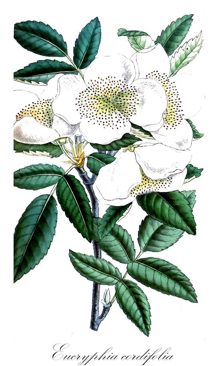 Eucryphia cordifolia - Cunoniaceae,Plantae,Pteridobiotina,Angiosperms,Oxalidales,Cunoniaceae,Eucryphia,Eucryphia cordifolia,Eucryphia patagonica, Fagus glutinosa, Pellinia chilensis