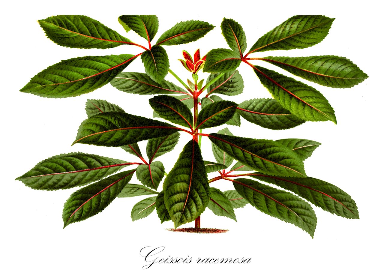 Geissois racemosa - Cunoniaceae,Plantae,Pteridobiotina,Angiosperms,Oxalidales,Cunoniaceae,Geissois,Geissois racemosa