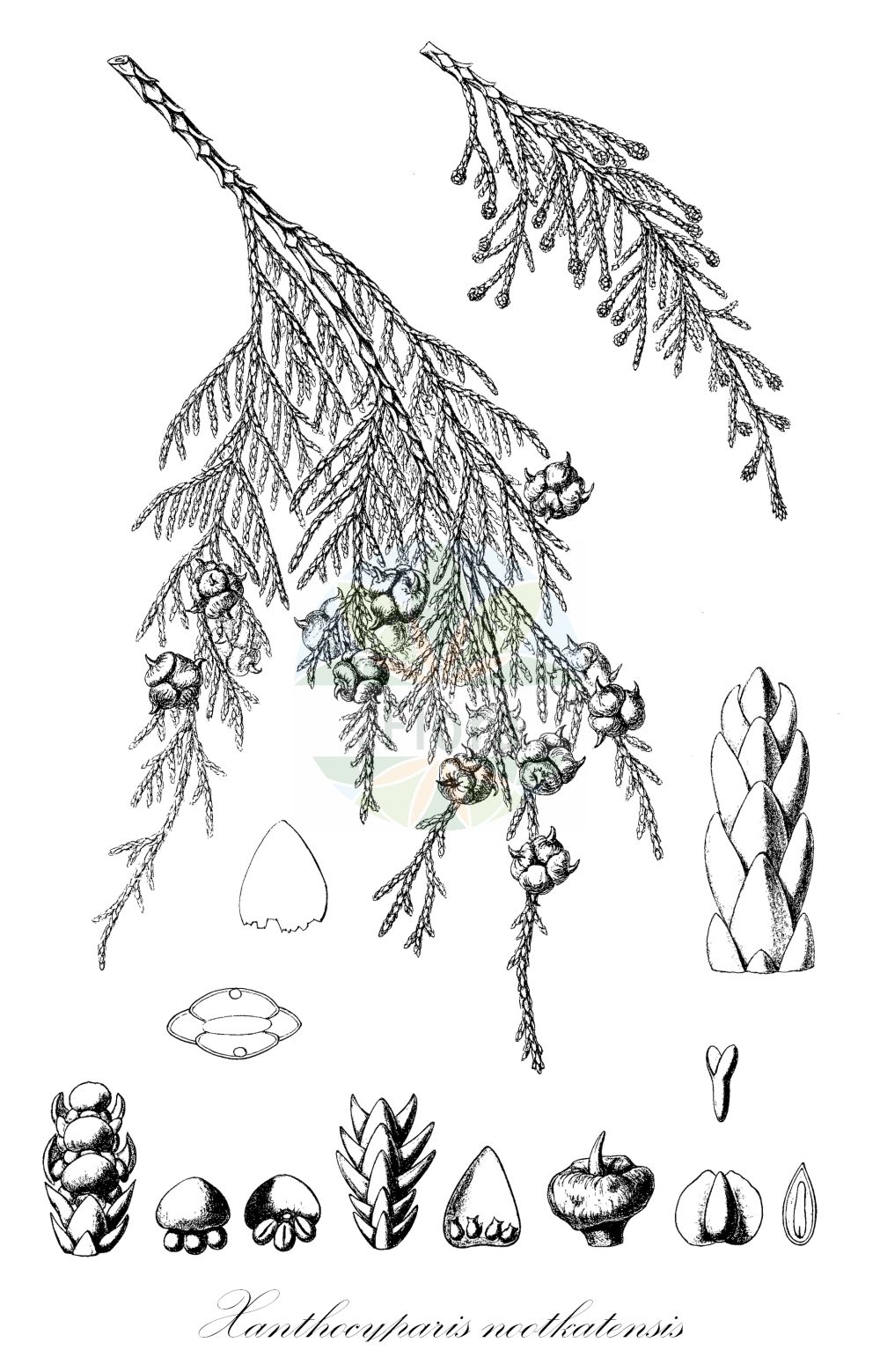 Historische Abbildung von Xanthocyparis nootkatensis (Nootka-Scheinzypresse - Nootka Cypress). Das Bild zeigt Blatt, Bluete, Frucht und Same. ---- Historical Drawing of Xanthocyparis nootkatensis (Nootka-Scheinzypresse - Nootka Cypress). The image is showing leaf, flower, fruit and seed.(Xanthocyparis nootkatensis,Nootka-Scheinzypresse,Nootka Cypress,Chamaecyparis nootkatensis,Cupressus nootkatensis,Xanthocyparis nootkatensis,Nootka-Scheinzypresse,Nootka Cypress,Alaska Cypress,Alaska Yellow Cedar,Nootka False Cypress,Yellow Cypress,Xanthocyparis,Cupressaceae,Zypressengewächse,Cypress family,Blatt,Bluete,Frucht,Same,leaf,flower,fruit,seed,Sargent (1891-1902))