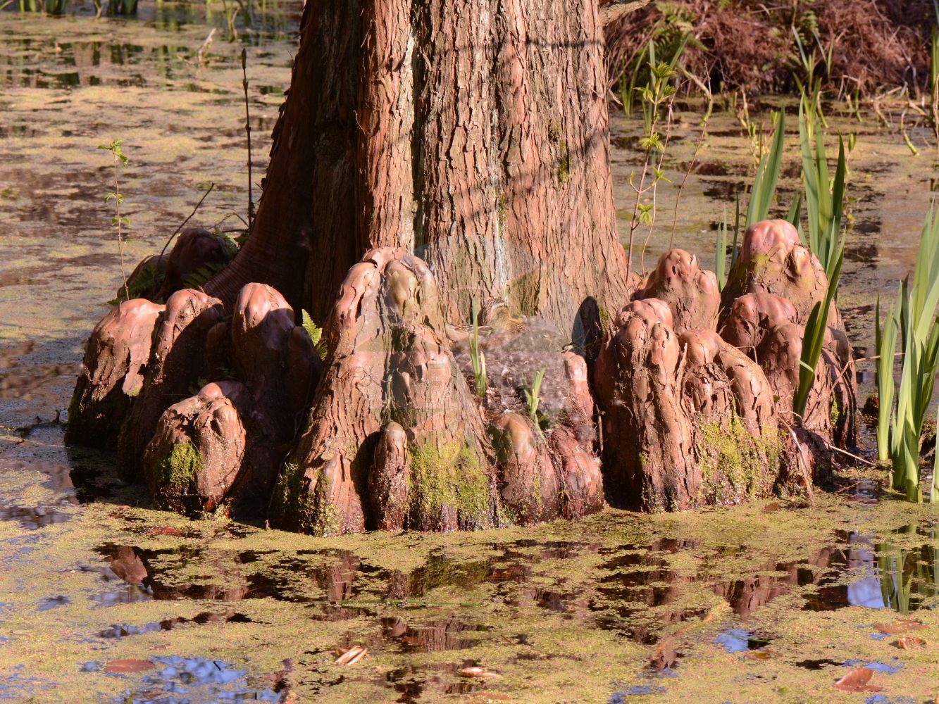 Foto von Taxodium distichum (Echte Sumpfzypresse - Swamp Cypress). Das Bild zeigt Stamm und Wurzel. Das Foto wurde in Bochum, Nordrhein-Westfalen, Deutschland aufgenommen. ---- Photo of Taxodium distichum (Echte Sumpfzypresse - Swamp Cypress). The image is showing stem and root. The picture was taken in Bochum, North Rhine-Westphalia, Germany.(Taxodium distichum,Echte Sumpfzypresse,Swamp Cypress,Cupressus disticha,Taxodium distichum,Echte Sumpfzypresse,Swamp Cypress,American Bald Cypress,Pond Cypress,Bald Cypress,Gulf Cypress,Red Cypress,Southern Cypress,Yellow Cypress,Taxodium,Sumpfzypresse,Bald Cypress,Cupressaceae,Zypressengewächse,Cypress family,Stamm,Wurzel,stem,root)