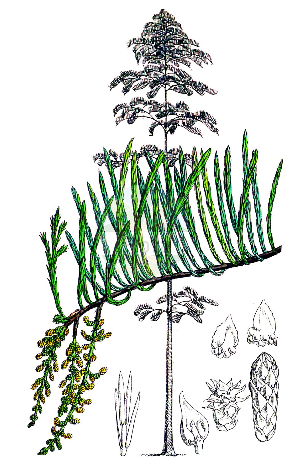 Historische Abbildung von Taxodium distichum (Echte Sumpfzypresse - Swamp Cypress). Das Bild zeigt Blatt, Bluete, Frucht und Same. ---- Historical Drawing of Taxodium distichum (Echte Sumpfzypresse - Swamp Cypress). The image is showing leaf, flower, fruit and seed.(Taxodium distichum,Echte Sumpfzypresse,Swamp Cypress,Cupressus disticha,Taxodium distichum,Echte Sumpfzypresse,Swamp Cypress,American Bald Cypress,Pond Cypress,Bald Cypress,Gulf Cypress,Red Cypress,Southern Cypress,Yellow Cypress,Taxodium,Sumpfzypresse,Bald Cypress,Cupressaceae,Zypressengewächse,Cypress family,Blatt,Bluete,Frucht,Same,leaf,flower,fruit,seed,Fitch et al. (1880))