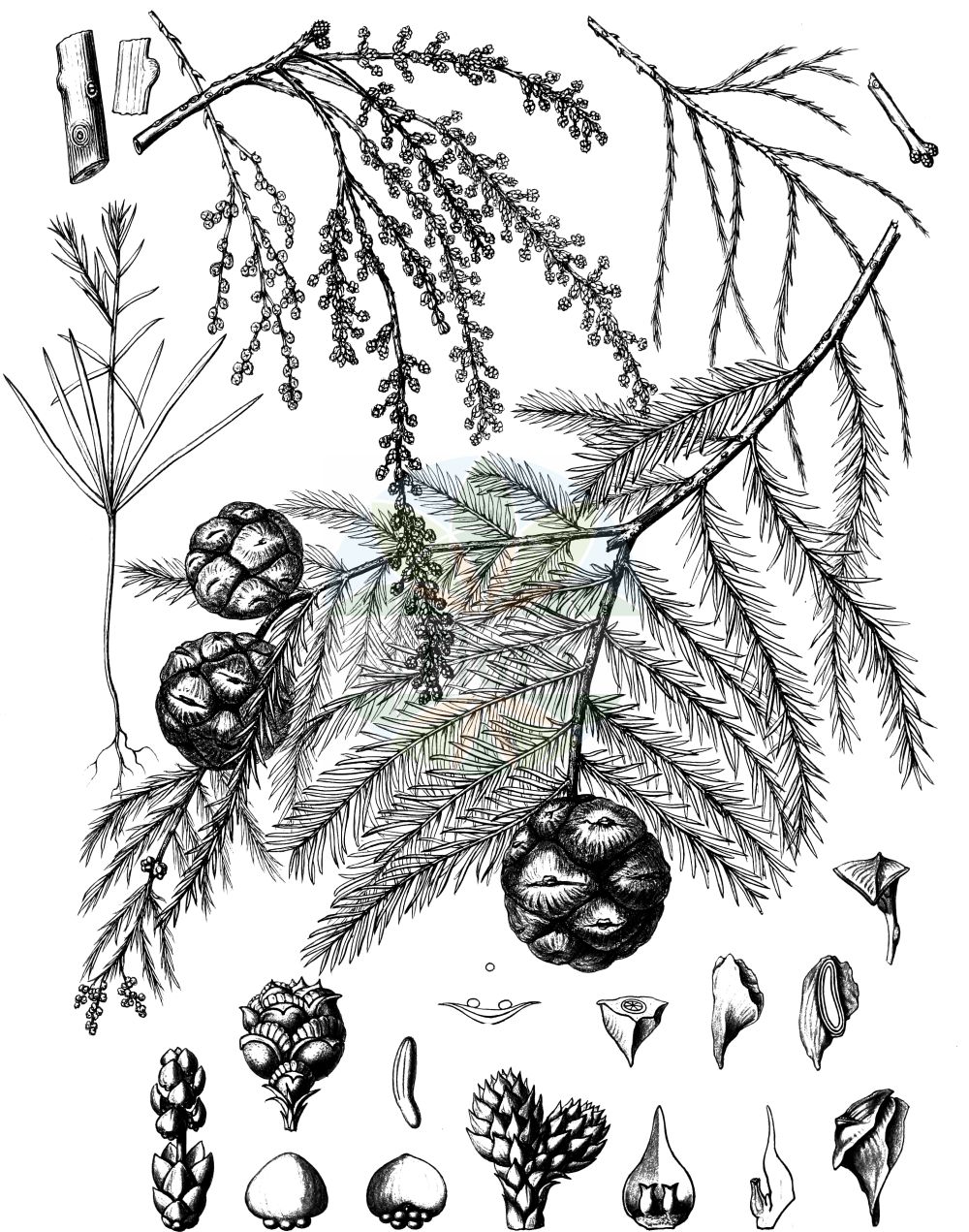 Historische Abbildung von Taxodium distichum (Echte Sumpfzypresse - Swamp Cypress). Das Bild zeigt Blatt, Bluete, Frucht und Same. ---- Historical Drawing of Taxodium distichum (Echte Sumpfzypresse - Swamp Cypress). The image is showing leaf, flower, fruit and seed.(Taxodium distichum,Echte Sumpfzypresse,Swamp Cypress,Cupressus disticha,Taxodium distichum,Echte Sumpfzypresse,Swamp Cypress,American Bald Cypress,Pond Cypress,Bald Cypress,Gulf Cypress,Red Cypress,Southern Cypress,Yellow Cypress,Taxodium,Sumpfzypresse,Bald Cypress,Cupressaceae,Zypressengewächse,Cypress family,Blatt,Bluete,Frucht,Same,leaf,flower,fruit,seed,Sargent (1891-1902))