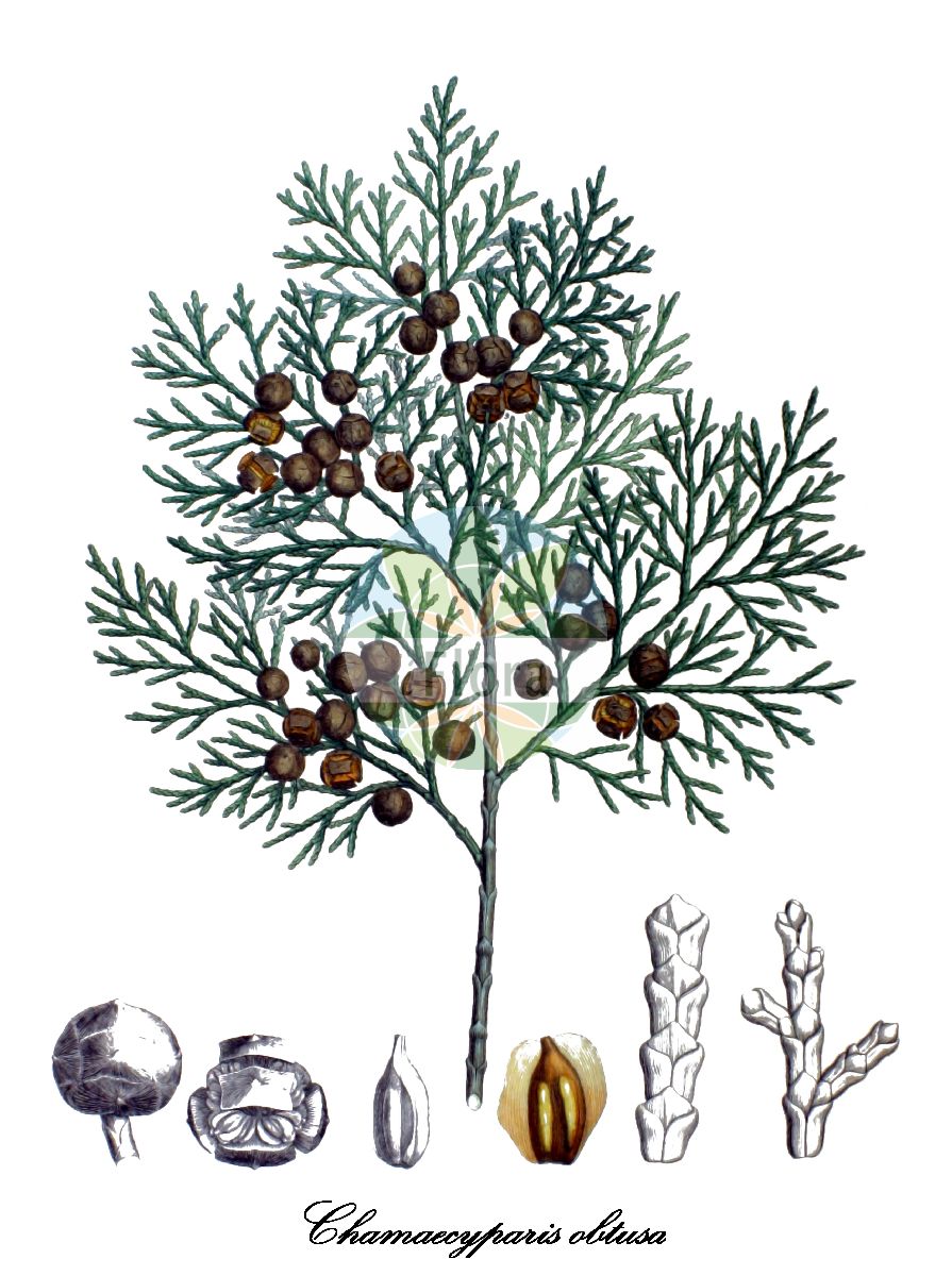 Historische Abbildung von Chamaecyparis obtusa (Gewöhnliche Feuer-Scheinzypresse). Das Bild zeigt Blatt, Bluete, Frucht und Same. ---- Historical Drawing of Chamaecyparis obtusa (Gewöhnliche Feuer-Scheinzypresse). The image is showing leaf, flower, fruit and seed.(Chamaecyparis obtusa,Gewöhnliche Feuer-Scheinzypresse,Hinoki-Scheinzypresse,Chamaecyparis,Scheinzypresse,White-cedar,Cupressaceae,Zypressengewächse,Cypress Family,Blatt,Bluete,Frucht,Same,leaf,flower,fruit,seed,von Siebold & Zuccarini (1835-1875))
