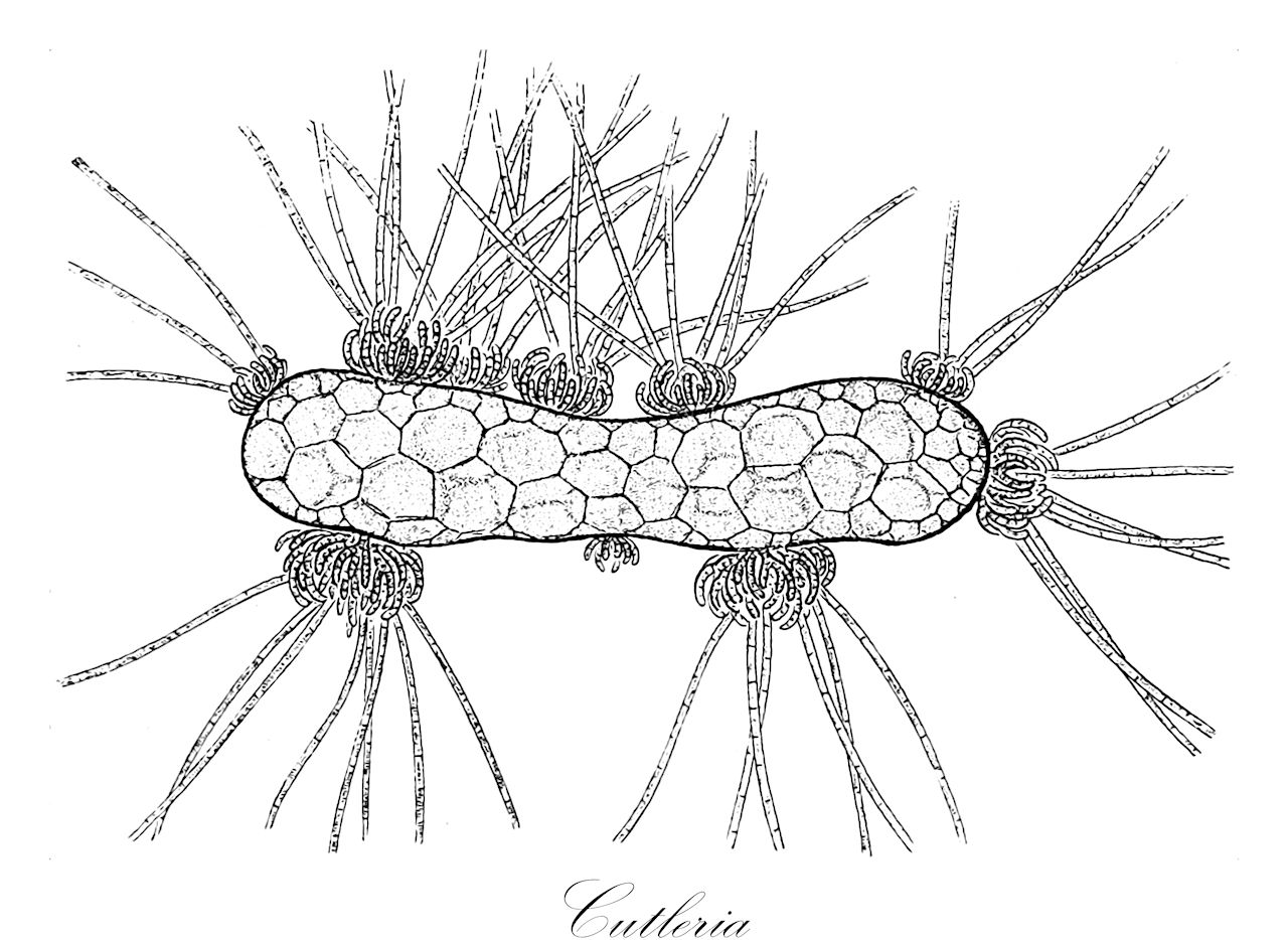 Cutleria - Cutleriaceae,Biota,Chromista,Ochrophyta,Phaeophyceae,Cutleriales,Cutleriaceae,Cutleria,Aglaozonia