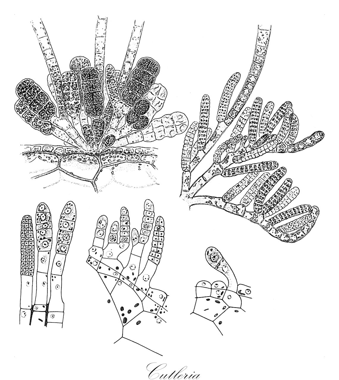 Cutleria - Cutleriaceae,Biota,Chromista,Ochrophyta,Phaeophyceae,Cutleriales,Cutleriaceae,Cutleria,Aglaozonia