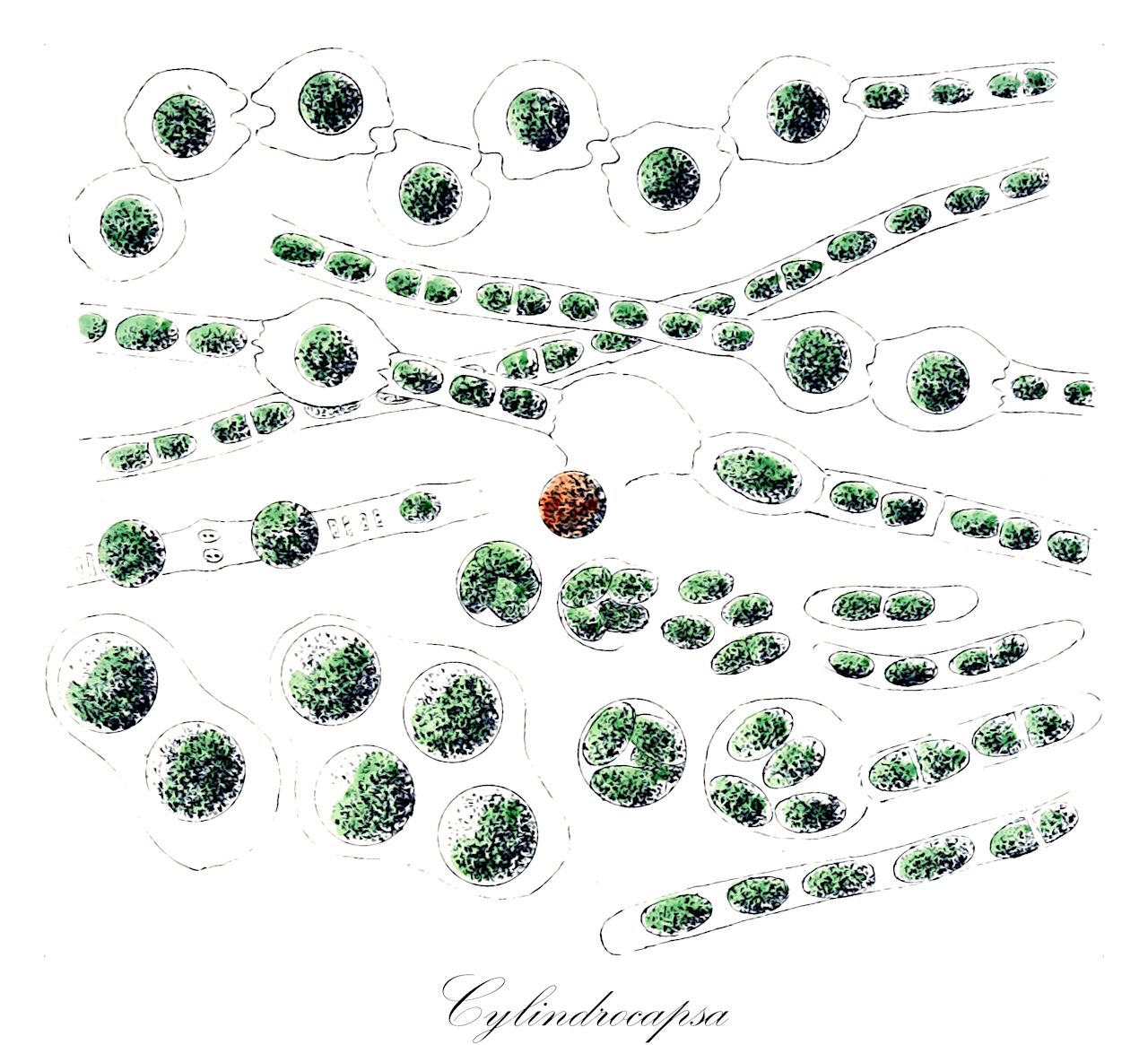 Cylindrocapsa - Cylindrocapsaceae,Biota,Plantae,Chlorophyta,Chlorophytina,Chlorophyceae,Chlamydomonadales,Cylindrocapsaceae,Cylindrocapsa