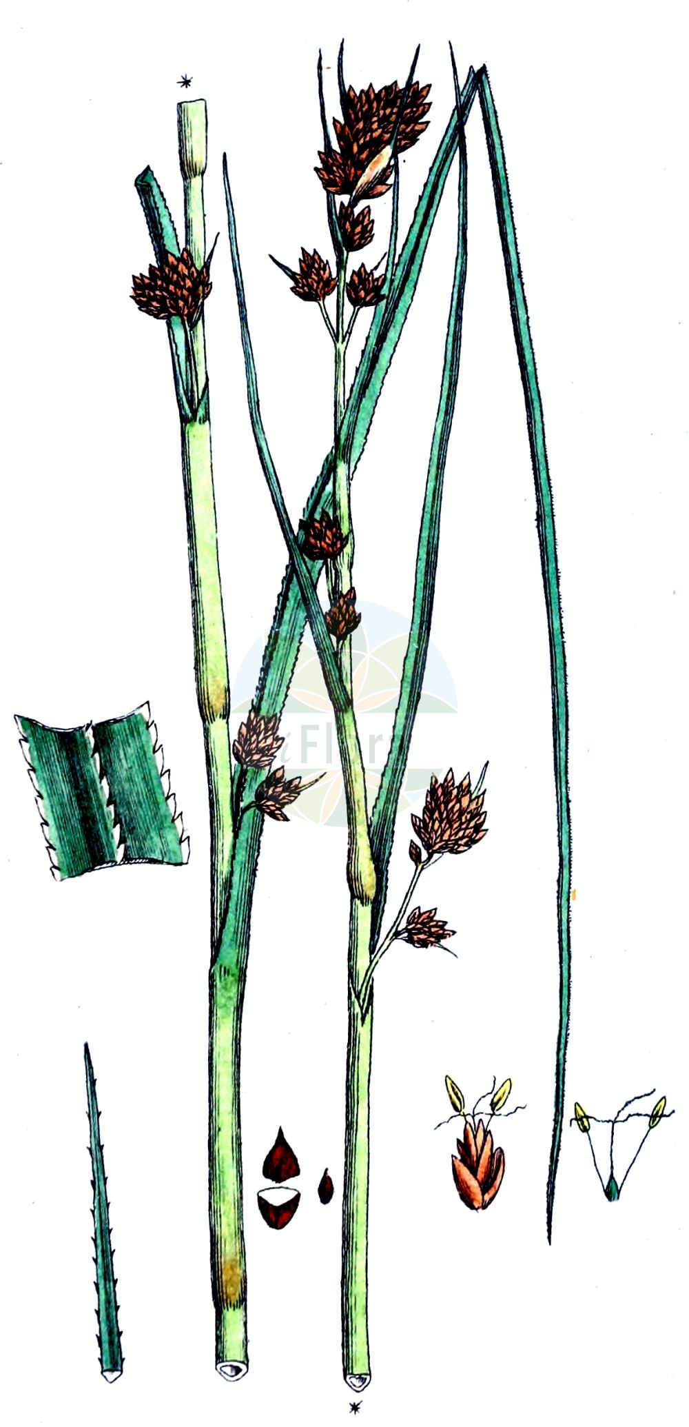 Historische Abbildung von Cladium mariscus (Binsenschneide - Great Fen-Sedge). Das Bild zeigt Blatt, Bluete, Frucht und Same. ---- Historical Drawing of Cladium mariscus (Binsenschneide - Great Fen-Sedge). The image is showing leaf, flower, fruit and seed.(Cladium mariscus,Binsenschneide,Great Fen-Sedge,Cladium grossheimii,Cladium mariscus,Isolepis martii,Schoenus mariscus,Binsenschneide,Binsen-Schneide,Great Fen-Sedge,Cut-Sedge,Swamp Sawgrass,Galigaan,Smooth Sawgrass,Twig Rush,Cladium,Schneide,Cut-Sedge,Cyperaceae,Sauergräser,Sedge family,Blatt,Bluete,Frucht,Same,leaf,flower,fruit,seed,Svensk Botanik (Svensk Botanik))
