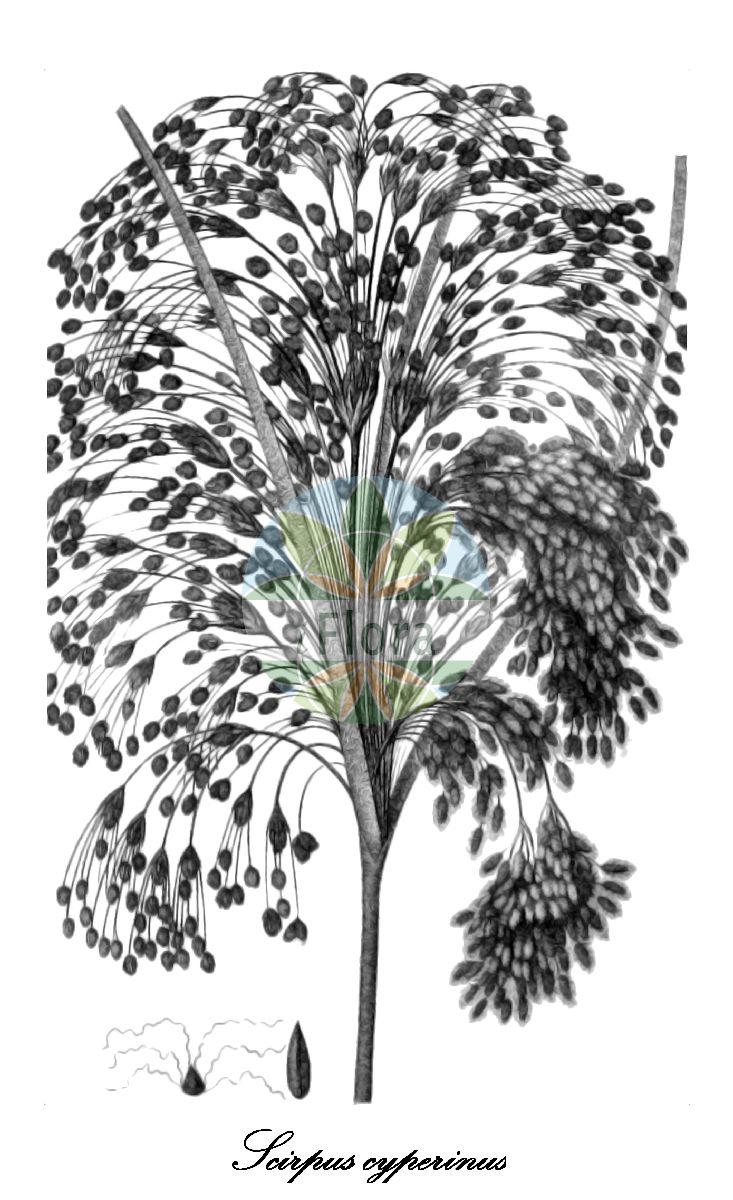 Historische Abbildung von Scirpus cyperinus (Wollige Simse - Scirpe souchet). Das Bild zeigt Blatt, Bluete, Frucht und Same. ---- Historical Drawing of Scirpus cyperinus (Wollige Simse - Scirpe souchet). The image is showing leaf, flower, fruit and seed.(Scirpus cyperinus,Wollige Simse,Scirpe souchet,Eriophorum cyperinum,Zyperngras-Binse,Scirpus,Simse,bulrush,Cyperaceae,Sauergräser,Sedge Family,Blatt,Bluete,Frucht,Same,leaf,flower,fruit,seed,Elliott (1821-1824))