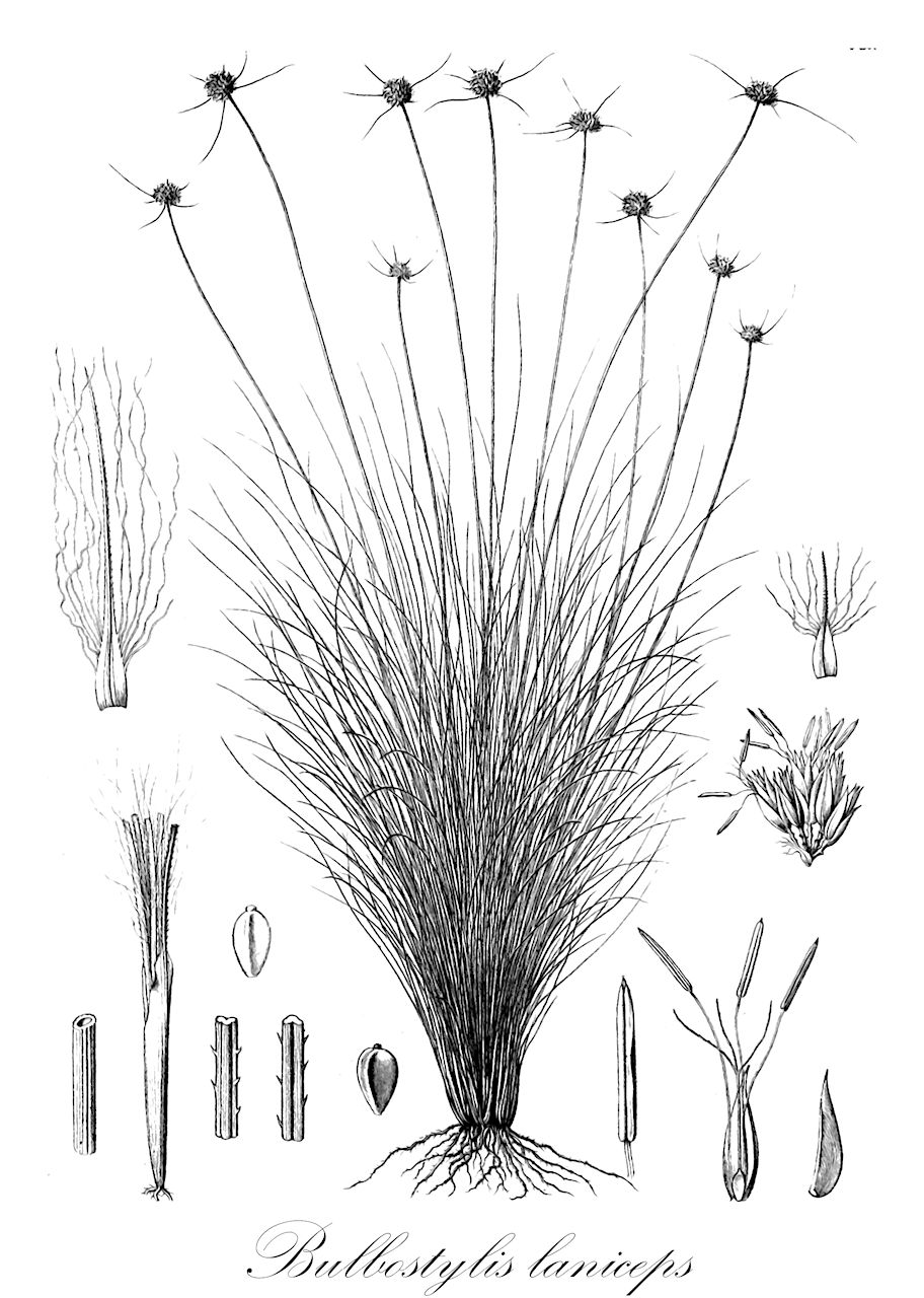 Bulbostylis laniceps - Cyperaceae,Plantae,Pteridobiotina,Angiosperms,Poales,Cyperaceae,Bulbostylis,Bulbostylis laniceps,Bulbostylis wittei, Fimbristylis laniceps