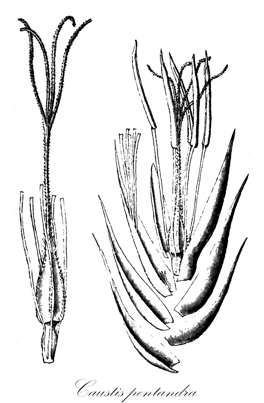 Caustis pentandra - Cyperaceae,Plantae,Pteridobiotina,Angiosperms,Poales,Cyperaceae,Caustis,Caustis pentandra,Caustis squamellata, Eurostorhiza urvillei