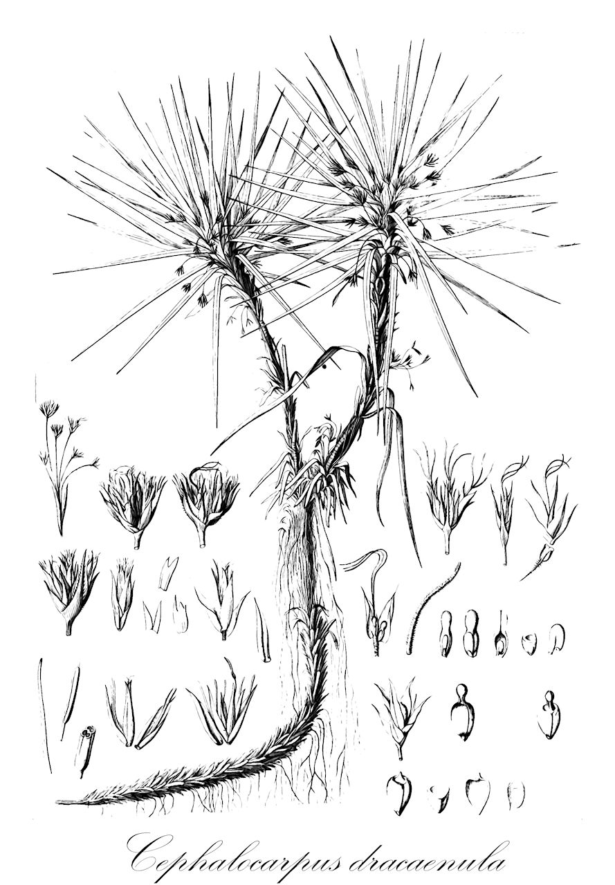 Cephalocarpus dracaenula - Cyperaceae,Plantae,Pteridobiotina,Angiosperms,Poales,Cyperaceae,Cephalocarpus,Cephalocarpus dracaenula,Cephaloscirpus dracaenula, Cryptangium dracaenula, Lagenocarpus dracaenula