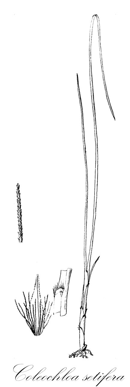 Coleochloa setifera - Cyperaceae,Plantae,Pteridobiotina,Angiosperms,Poales,Cyperaceae,Coleochloa,Coleochloa setifera,Eriospora setifera, Fintelmannia setifera, Trilepis setifera