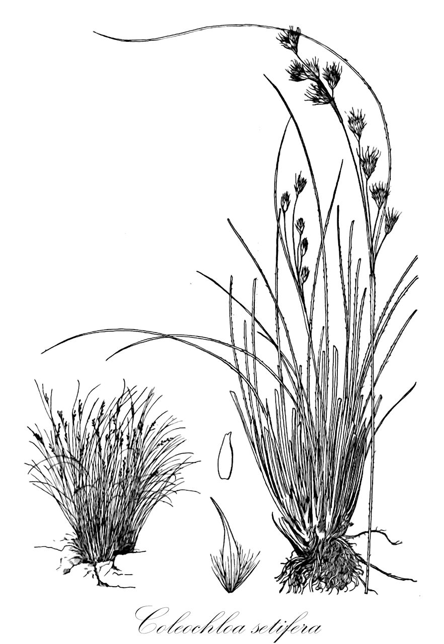 Coleochloa setifera - Cyperaceae,Plantae,Pteridobiotina,Angiosperms,Poales,Cyperaceae,Coleochloa,Coleochloa setifera,Eriospora setifera, Fintelmannia setifera, Trilepis setifera