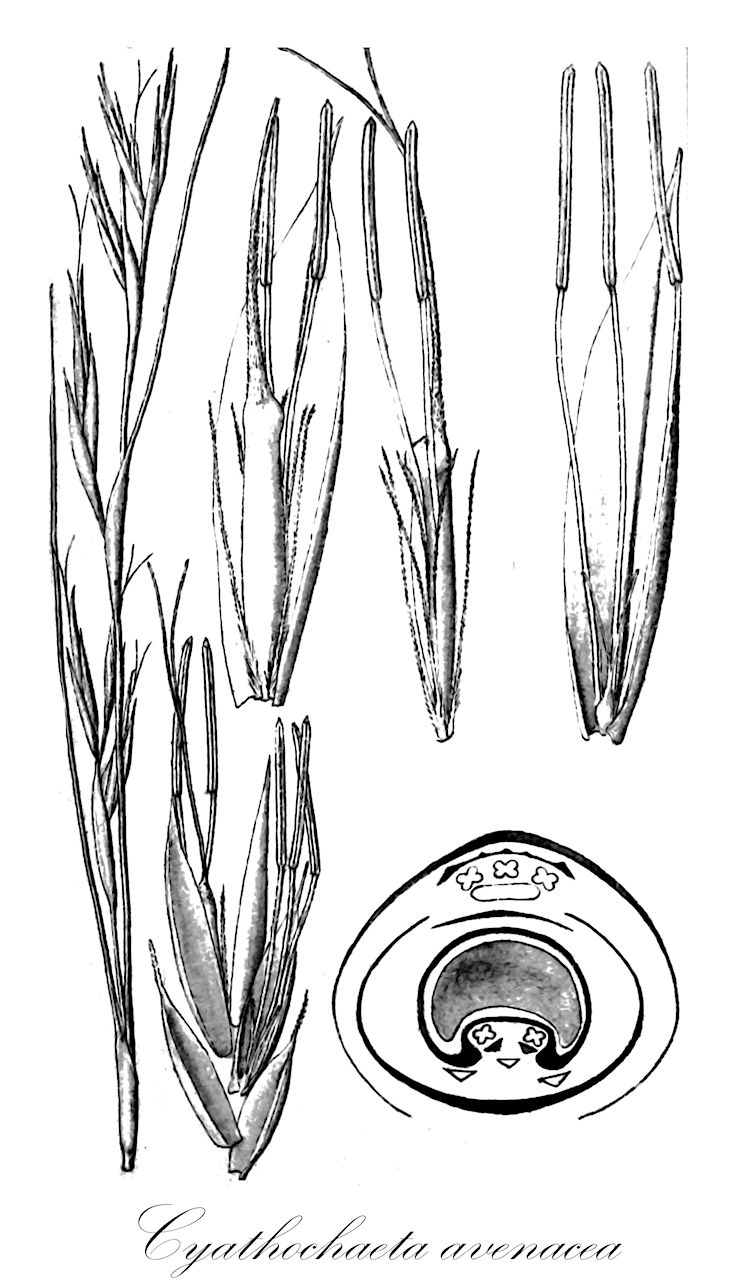 Cyathochaeta avenacea - Cyperaceae,Plantae,Pteridobiotina,Angiosperms,Poales,Cyperaceae,Cyathochaeta,Cyathochaeta avenacea,Carpha avenacea, Chaetospora avenacea, Cyathochaeta australis, Rhynchospora avenacea, Tetralepis australis