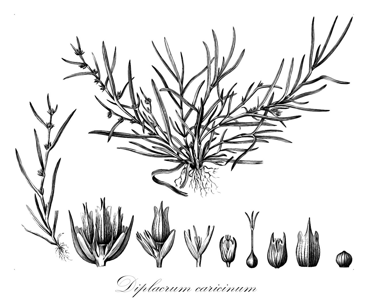 Diplacrum caricinum - Cyperaceae,Plantae,Pteridobiotina,Angiosperms,Poales,Cyperaceae,Diplacrum,Diplacrum caricinum,Diplacrum caricinum var. sumatranum, Diplacrum tridentatum, Diplacrum zeylanicum, Scleria axillaris, Scleria caricina, Scleria onoei