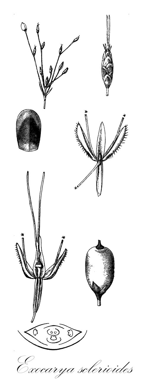 Exocarya sclerioides - Cyperaceae,Plantae,Pteridobiotina,Angiosperms,Poales,Cyperaceae,Exocarya,Exocarya sclerioides,Cladium sclerioides, Exocarya montivaga, Scleria ustulata