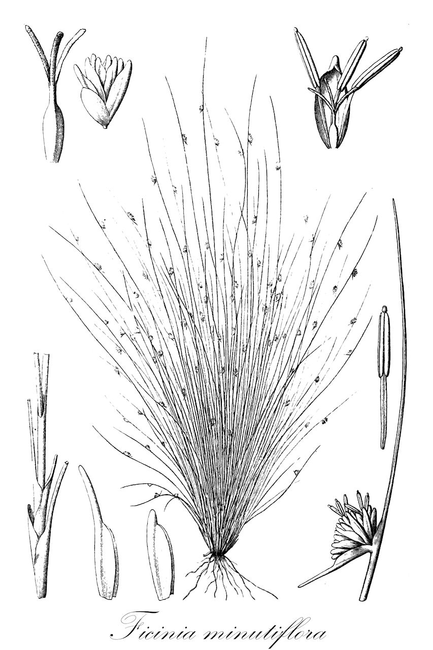 Ficinia minutiflora - Cyperaceae,Plantae,Pteridobiotina,Angiosperms,Poales,Cyperaceae,Ficinia,Ficinia minutiflora,Ficinia tristachya var. minutiflora