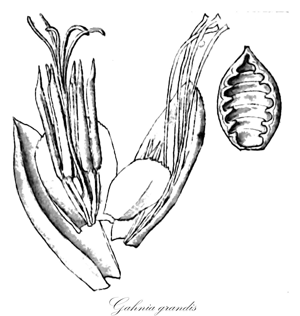 Gahnia grandis - Cyperaceae,Plantae,Pteridobiotina,Angiosperms,Poales,Cyperaceae,Gahnia,Gahnia grandis,Cladium psittacorum, Gahnia leucocarpa, Gahnia psilocaulon, Gahnia psittacorum, Gahnia psittacorum f. leucosperma, Gahnia psittacorum f. psilocaulon, Gahnia psittacorum var. microcarpa, Gahnia psittacorum var. oxylepis, Gahnia psittacorum var. psilocaulon, Gahnia psittacorum var. typica, Mariscus psittacorum, Psittacoschoenus erythrocarpus, Scleria grandis