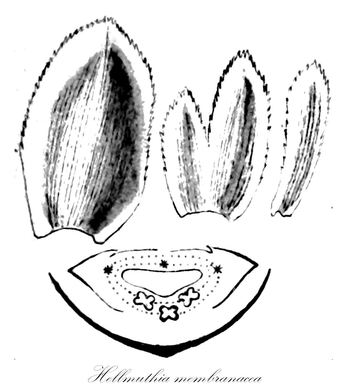 Hellmuthia membranacea - Cyperaceae,Plantae,Pteridobiotina,Angiosperms,Poales,Cyperaceae,Hellmuthia,Hellmuthia membranacea,Ficinia canaliculata, Ficinia membranacea, Hellmuthia restioides, Isolepis membranacea, Isolepis membranacea, Scirpus membranaceus