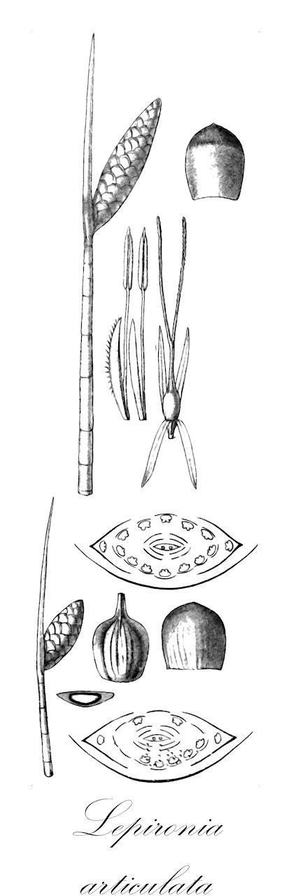 Lepironia articulata - Cyperaceae,Plantae,Pteridobiotina,Angiosperms,Poales,Cyperaceae,Lepironia,Lepironia articulata,Chondrachne articulata, Choricarpha aphylla, Lepironia articulata var. capitata, Lepironia compressa, Lepironia conifera, Lepironia mucronata, Lepironia mucronata var. capitata, Lepironia mucronata var. compressa, Restio articulatus, Scirpus conifer, Scirpus coniferus