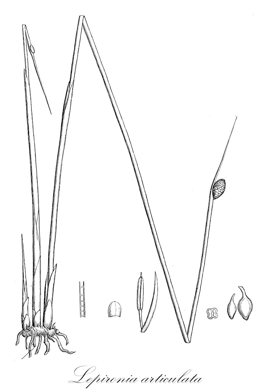 Lepironia articulata - Cyperaceae,Plantae,Pteridobiotina,Angiosperms,Poales,Cyperaceae,Lepironia,Lepironia articulata,Chondrachne articulata, Choricarpha aphylla, Lepironia articulata var. capitata, Lepironia compressa, Lepironia conifera, Lepironia mucronata, Lepironia mucronata var. capitata, Lepironia mucronata var. compressa, Restio articulatus, Scirpus conifer, Scirpus coniferus