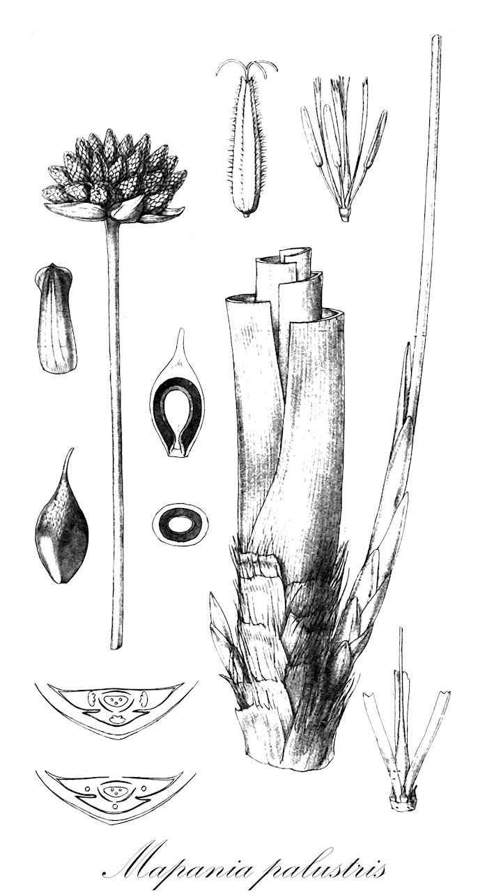 Mapania palustris - Cyperaceae,Plantae,Pteridobiotina,Angiosperms,Poales,Cyperaceae,Mapania,Mapania palustris,Lepironia palustris, Mapania palustris, Pandanophyllum palustre, Pandanophyllum palustre