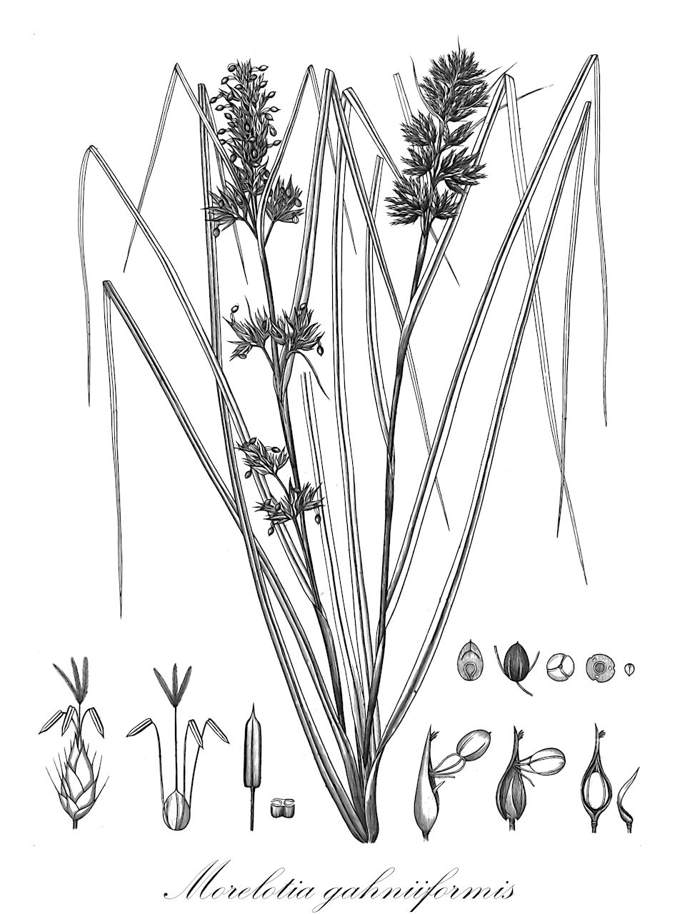 Morelotia gahniiformis - Cyperaceae,Plantae,Pteridobiotina,Angiosperms,Poales,Cyperaceae,Morelotia,Morelotia gahniiformis,Cladium quadrangulare, Gahnia gahniiformis, Gahnia gaudichaudii, Lampocarya gaudichaudii, Machaerina gahniiformis, Mariscus gaudichaudii