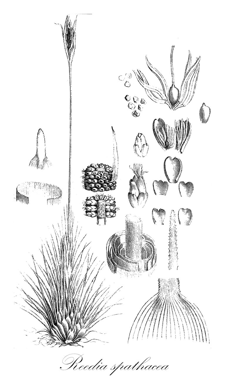 Reedia spathacea - Cyperaceae,Plantae,Pteridobiotina,Angiosperms,Poales,Cyperaceae,Reedia,Reedia spathacea