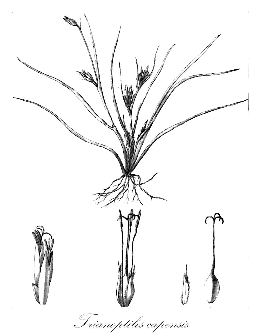 Trianoptiles capensis - Cyperaceae,Plantae,Pteridobiotina,Angiosperms,Poales,Cyperaceae,Trianoptiles,Trianoptiles capensis,Carpha capensis, Carpha capensis, Ecklonea capensis