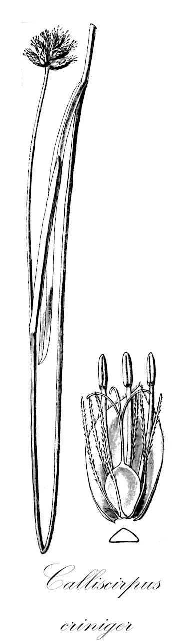 Calliscirpus criniger - Cyperaceae,Plantae,Pteridobiotina,Angiosperms,Poales,Cyperaceae,Calliscirpus,Calliscirpus criniger,Eriophorum crinigerum, Scirpus criniger