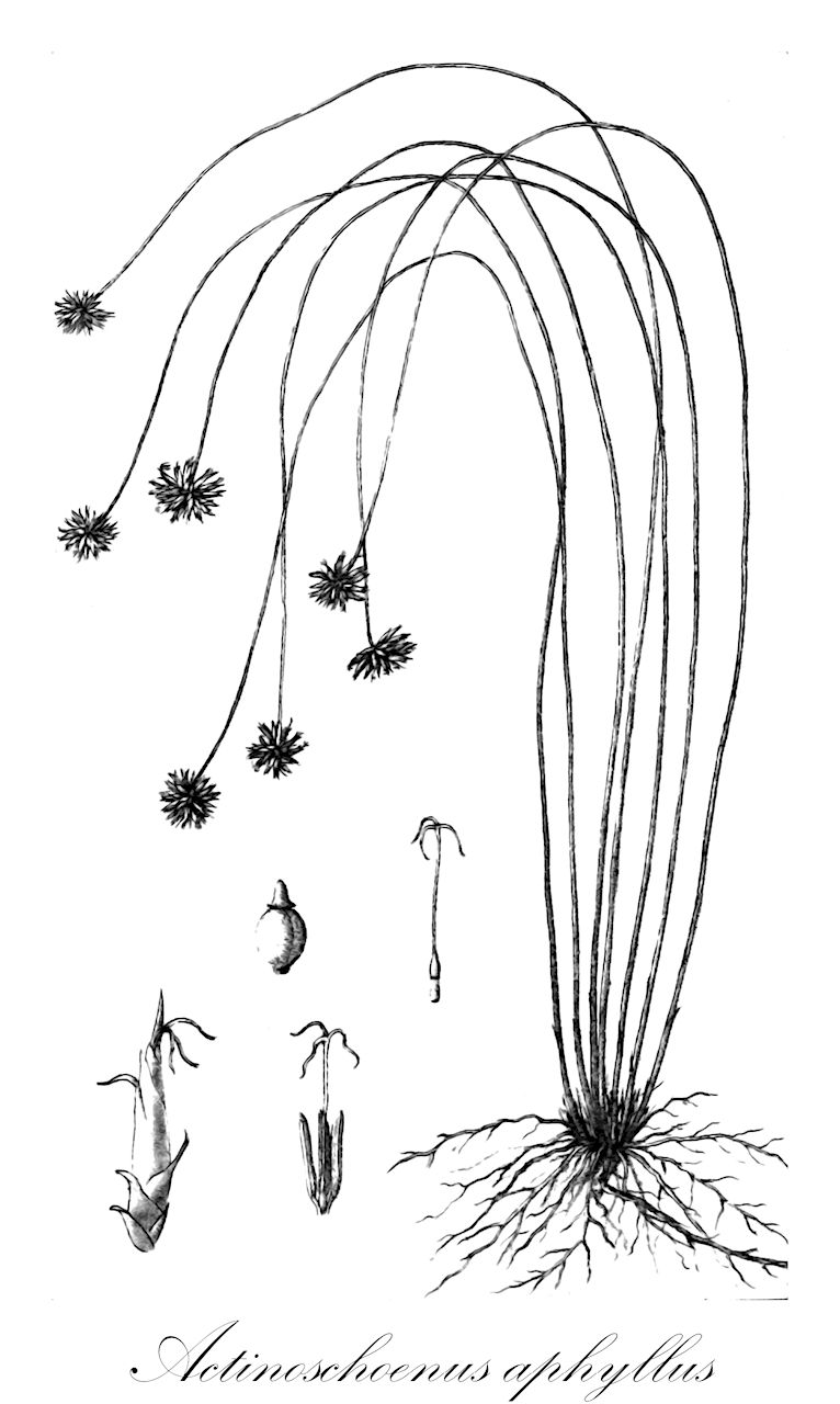 Actinoschoenus aphyllus - Cyperaceae,Plantae,Pteridobiotina,Angiosperms,Poales,Cyperaceae,Actinoschoenus,Actinoschoenus aphyllus,Actinoschoenus chinensis, Actinoschoenus filiformis, Actinoschoenus humbertii, Actinoschoenus thouarsii, Arthrostylis aphylla, Arthrostylis chinensis, Arthrostylis filiformis, Arthrostylis humbertii, Arthrostylis thouarsii, Fimbristylis actinoschoenus, Fimbristylis actinoschoenus var. chinensis, Fimbristylis chinensis, Fimbristylis filiformis, Fimbristylis laxiflora, Fimbristylis thouarsii, Rhynchospora echinata, Rhynchospora pauciflora, Schoenus aphyllus