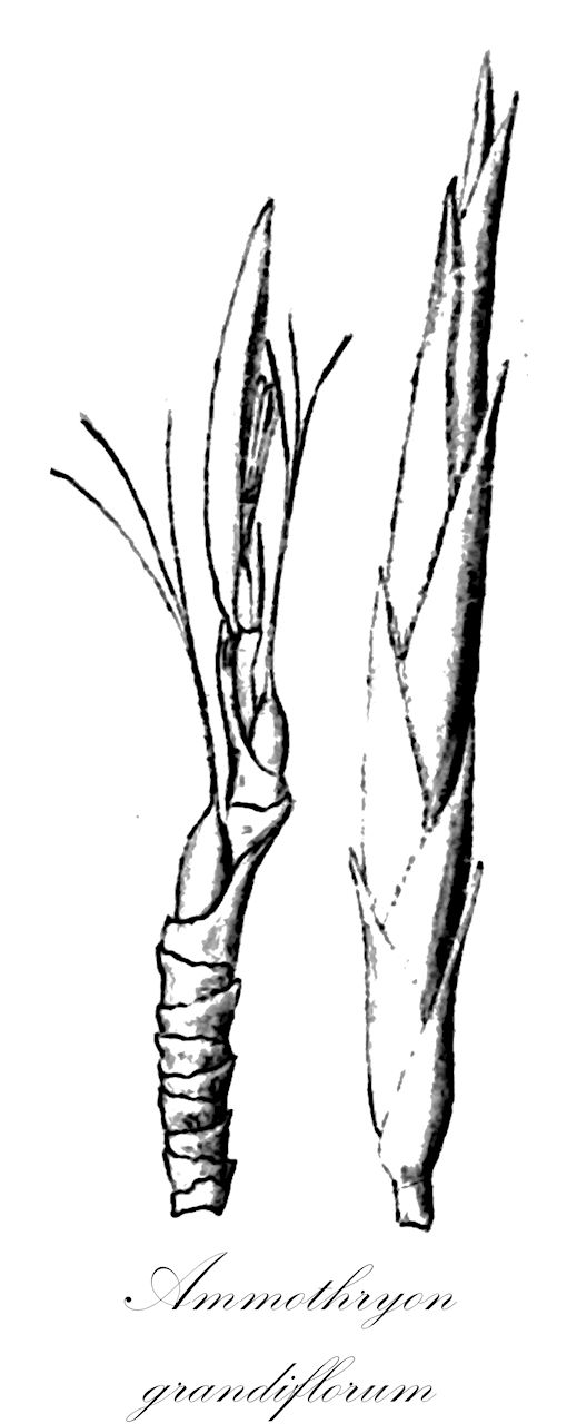 Ammothryon grandiflorum - Cyperaceae,Plantae,Pteridobiotina,Angiosperms,Poales,Cyperaceae,Ammothryon,Ammothryon grandiflorum,Elynanthus grandiflorus, Schoenus grandiflorus