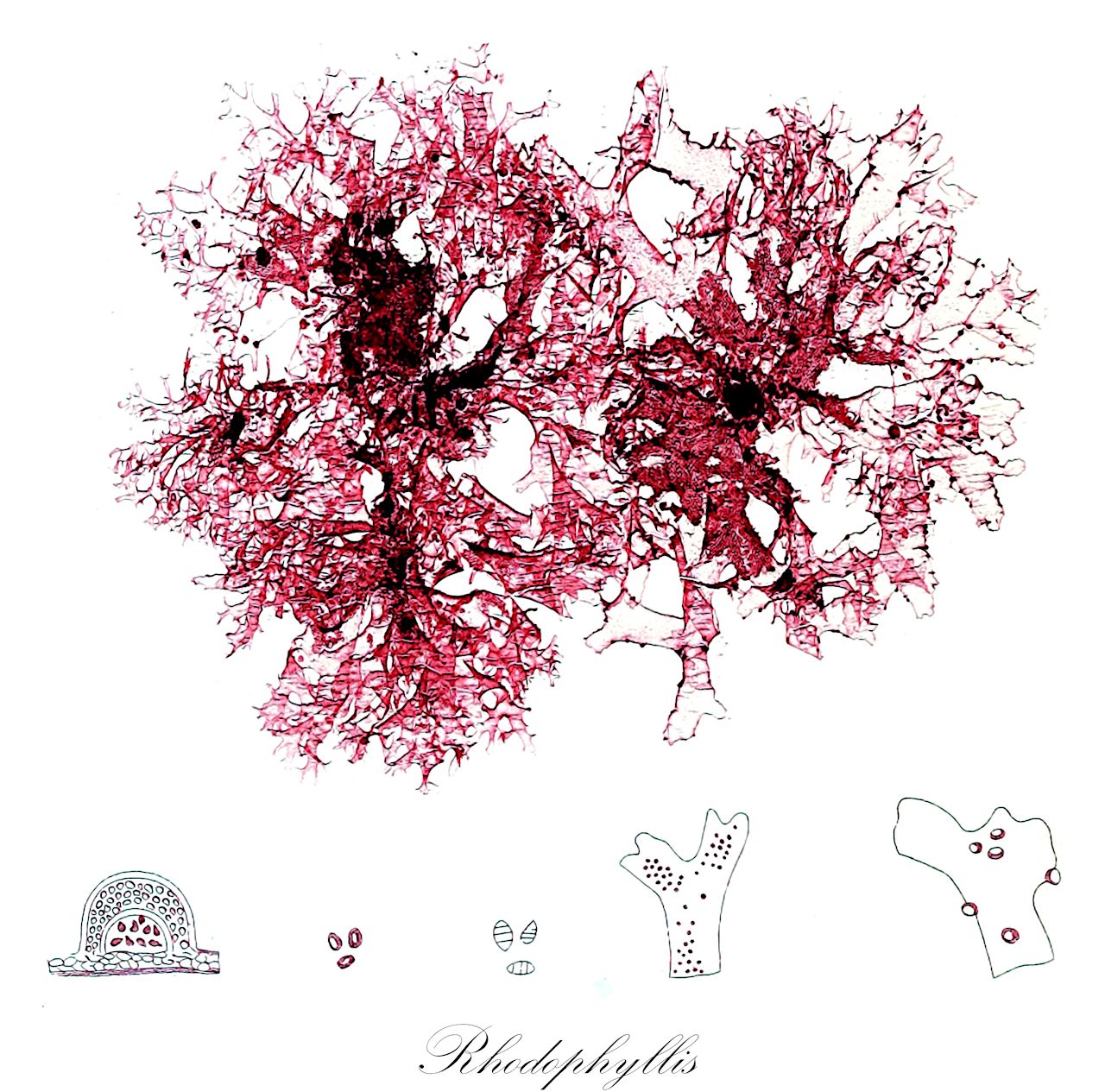 Rhodophyllis - Cystocloniaceae,Biota,Plantae,Rhodophyta,Eurhodophytina,Florideophyceae,Gigartinales,Cystocloniaceae,Rhodophyllis,Bifida, Inochorion, Stictophyllum