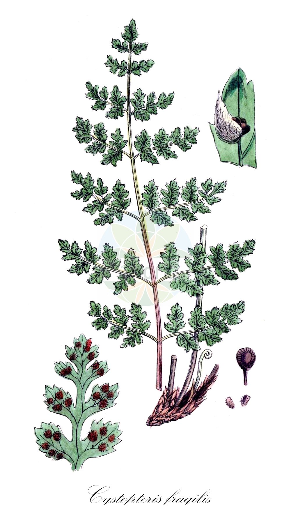 Historische Abbildung von Cystopteris fragilis (Zerbrechlicher Blasenfarn - Brittle Bladder-fern). Das Bild zeigt Blatt, Bluete, Frucht und Same. ---- Historical Drawing of Cystopteris fragilis (Zerbrechlicher Blasenfarn - Brittle Bladder-fern). The image is showing leaf, flower, fruit and seed.(Cystopteris fragilis,Zerbrechlicher Blasenfarn,Brittle Bladder-fern,Cystopteris filix-fragilis,Cystopteris fragilis,Polypodium fragile,Zerbrechlicher Blasenfarn,Dickies Blasenfarn,Brittle Bladder-fern,Cystopteris,Blasenfarn,Bladderferns,Cystopteridaceae,Bladderfern family,Blasenfarngewächse,Blatt,Bluete,Frucht,Same,leaf,flower,fruit,seed,Thomé (1885))