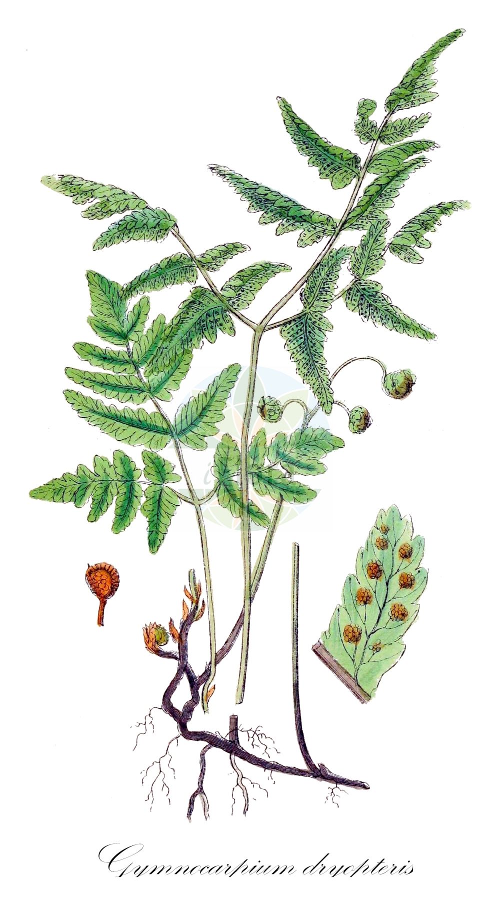 Historische Abbildung von Gymnocarpium dryopteris (Eichenfarn - Oak Fern). Das Bild zeigt Blatt, Bluete, Frucht und Same. ---- Historical Drawing of Gymnocarpium dryopteris (Eichenfarn - Oak Fern). The image is showing leaf, flower, fruit and seed.(Gymnocarpium dryopteris,Eichenfarn,Oak Fern,Currania dryopteris,Dryopteris linnaeana,Dryopteris pulchella,Dryopteris pumila,Gymnocarpium dryopteris,Lastrea dryopteris,Nephrodium dryopteris,Phegopteris dryopteris,Polypodium dryopteris,Polypodium pulchellum,Thelypteris dryopteris,Eichenfarn,Oak Fern,Western Oakfern,Woodland Oak Fern,Gymnocarpium,Eichenfarn,Oak Ferns,Cystopteridaceae,Bladderfern family,Blasenfarngewächse,Blatt,Bluete,Frucht,Same,leaf,flower,fruit,seed,Sowerby (1790-1813))