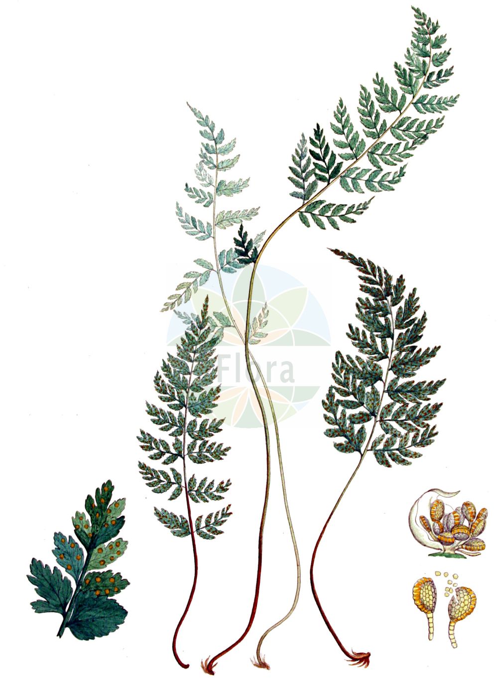 Historische Abbildung von Cystopteris fragilis (Zerbrechlicher Blasenfarn - Brittle Bladder-fern). Das Bild zeigt Blatt, Bluete, Frucht und Same. ---- Historical Drawing of Cystopteris fragilis (Zerbrechlicher Blasenfarn - Brittle Bladder-fern). The image is showing leaf, flower, fruit and seed.(Cystopteris fragilis,Zerbrechlicher Blasenfarn,Brittle Bladder-fern,Cystopteris filix-fragilis,Cystopteris fragilis,Polypodium fragile,Zerbrechlicher Blasenfarn,Dickies Blasenfarn,Brittle Bladder-fern,Cystopteris,Blasenfarn,Bladderferns,Cystopteridaceae,Bladderfern family,Blasenfarngewächse,Blatt,Bluete,Frucht,Same,leaf,flower,fruit,seed,Kops (1800-1934))