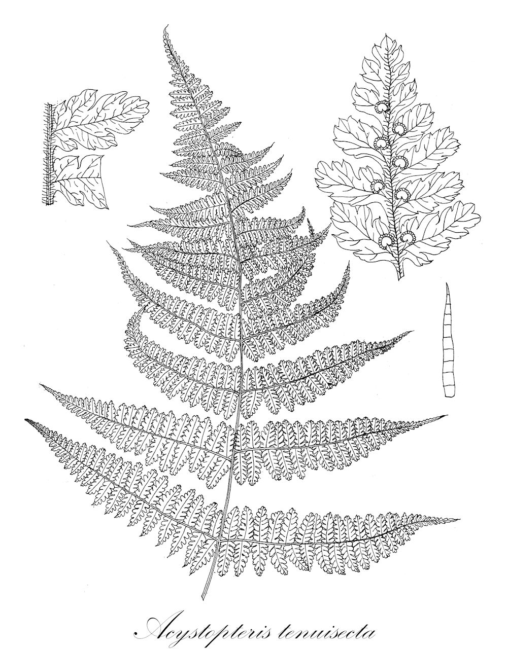 Acystopteris tenuisecta - Cystopteridaceae,Plantae,Pteridobiotina,Polypodiophyta,Polypodiopsida,Polypodiidae,Polypodiales,Cystopteridaceae,Acystopteris,Acystopteris tenuisecta,Alsophila tenuisecta, Aspidium tenuisectum, Asplenium tenuisectum, Athyrium tenuisectum, Cornopteris tenuisecta, Ctenitis tenerifrons, Cystopteris formosana, Cystopteris setosa, Cystopteris tenuisecta, Davallia setosa, Dryopteris dennstaedtioides, Dryopteris tenerifrons, Hypolepis tenerifrons, Thelypteris tenerifrons