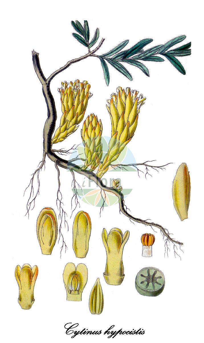 Historische Abbildung von Cytinus hypocistis (Gelber Zistrosenschmarotzer). Das Bild zeigt Blatt, Bluete, Frucht und Same. ---- Historical Drawing of Cytinus hypocistis (Gelber Zistrosenschmarotzer). The image is showing leaf, flower, fruit and seed.(Cytinus hypocistis,Gelber Zistrosenschmarotzer,Asarum hypocistis,Cytinus,Zistrosenschmarotzer,Cytinaceae,Blatt,Bluete,Frucht,Same,leaf,flower,fruit,seed,Hooker (1823-1827))