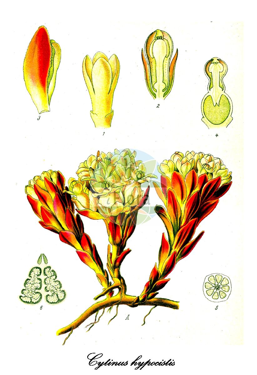 Historische Abbildung von Cytinus hypocistis (Gelber Zistrosenschmarotzer). Das Bild zeigt Blatt, Bluete, Frucht und Same. ---- Historical Drawing of Cytinus hypocistis (Gelber Zistrosenschmarotzer). The image is showing leaf, flower, fruit and seed.(Cytinus hypocistis,Gelber Zistrosenschmarotzer,Asarum hypocistis,Cytinus,Zistrosenschmarotzer,Cytinaceae,Blatt,Bluete,Frucht,Same,leaf,flower,fruit,seed,Thomé (1885))