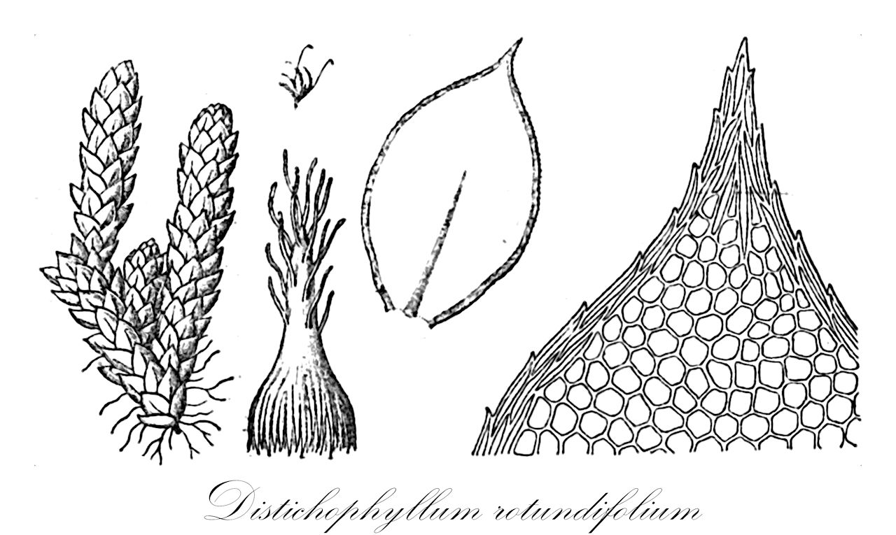 Distichophyllum rotundifolium - Daltoniaceae,Plantae,Bryobiotina,Bryophyta,Bryopsida,Bryidae,Hypnanae,Hookeriales,Daltoniaceae,Distichophyllum,Distichophyllum rotundifolium,Distichophyllum beccarii, Distichophyllum crenulatum, Distichophyllum fissidentoides, Distichophyllum obliquomucronatum, Distichophyllum squarrosulum, Distichophyllum subminutifolium, Hookeria amoena, Hookeria rotundifolia, Hookeria smaragdina, Hookeria trichophora, Mniadelphus amoenus, Mniadelphus beccarii, Mniadelphus rotundifolius, Mniadelphus smaragdinus, Mniadelphus subminutifolius, Mniadelphus trichophorus