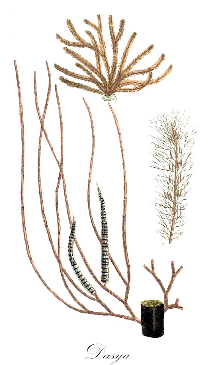 Dasya - Dasyaceae,Biota,Plantae,Rhodophyta,Eurhodophytina,Florideophyceae,Ceramiales,Dasyaceae,Dasya,Baillouviana, Eupogonium, Pogonophora, Pogonophorella, Rhodonema