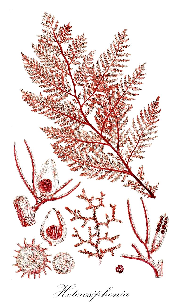 Heterosiphonia - Lophocoleaceae,Biota,Plantae,Rhodophyta,Eurhodophytina,Florideophyceae,Ceramiales,Dasyaceae,Heterosiphonia,Asperocaulon, Ellisius, Merenia