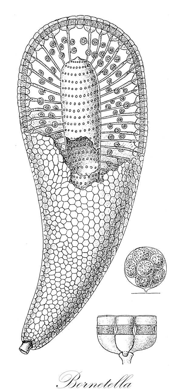 Bornetella - Dasycladaceae,Biota,Plantae,Chlorophyta,Chlorophytina,Ulvophyceae,Dasycladales,Dasycladaceae,Bornetella